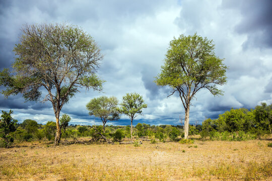  African savannah - flat bushveld