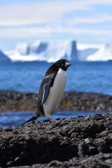Adelie penguin at Brown Bluff, Antarctica