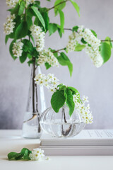 Spring still life with blooming bird cherry branches in glass vases