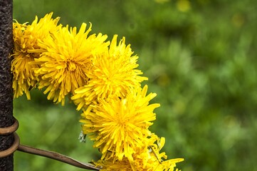 yellow dandelion flower