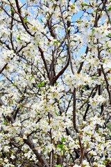 tree in bloom