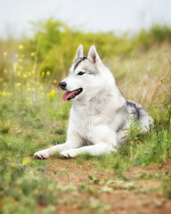 A grey and white Siberian Husky female is lying down in a field in a grass. She has brown eyes and looks left. There is a lot of greenery, grass, and yellow flowers around her. The sky is grey.