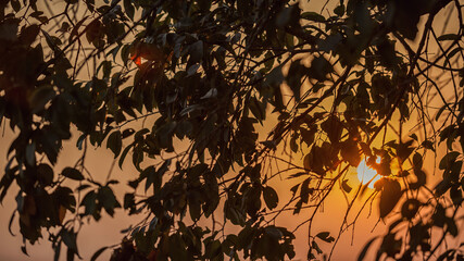 abstract grunge background with golden leaves