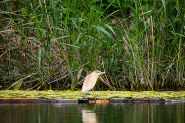 Squacco heron or Ardeola ralloides in the swamp 