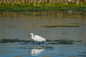 Little egret or Egretta garzetta close up in the pond