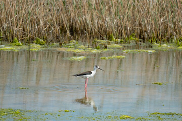 Black-winged stilt or Himantopus himantopus walk in the pond	