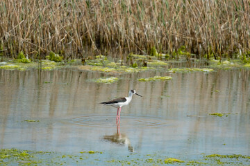 Fototapeta premium Black-winged stilt or Himantopus himantopus walk in the pond 