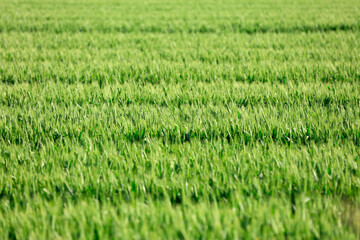 The green wheat fields