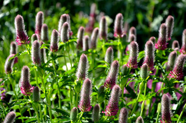 Trifolium rubens  Height 60 cm Flower: large, purple-red, blooms in June Little-known, decorative...