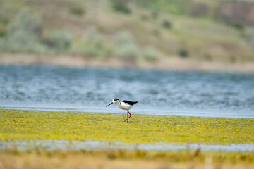 Black-winged stilt or Himantopus himantopus walk in the pond	