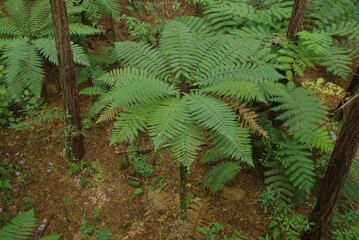 Silver fern tree in forest