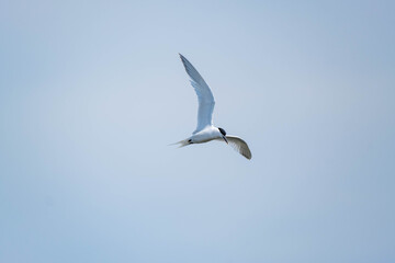Fototapeta na wymiar Common tern or Sterna hirundo in the sky close up