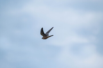 The red-footed falcon or Falco vespertinus close up wildlife picture