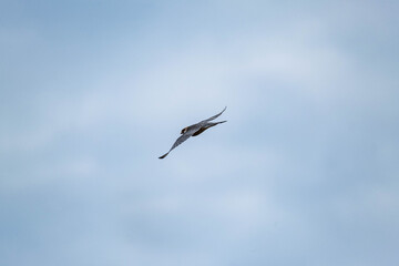 The red-footed falcon or Falco vespertinus close up wildlife picture