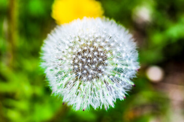 dandelion