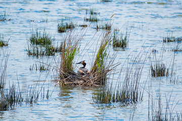 Great crested grebe or Podiceps cristatus in nest close up
