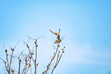 The red-footed falcon or Falco vespertinus close up wildlife picture