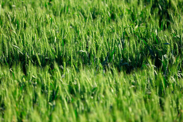 The green wheat fields