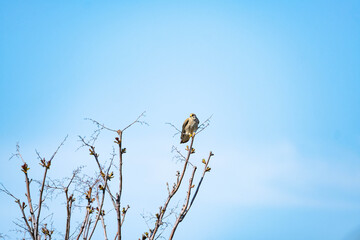 The red-footed falcon or Falco vespertinus close up wildlife picture