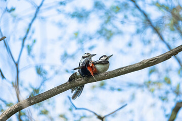 Syrian woodpecker or Dendrocopos syriacus close up