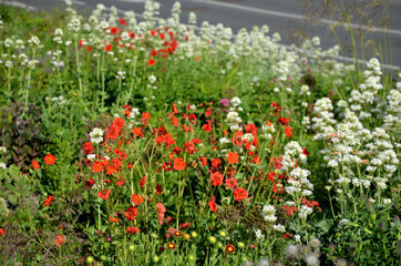 Geum coccineum dense clump that even outside the flowering period, the plant is very attractive...