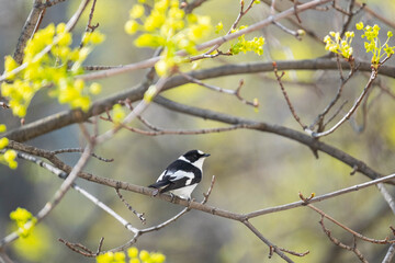 Collared flycatcher or Ficedula albicollis on the tree 