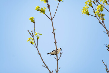 Collared flycatcher or Ficedula albicollis on the tree 