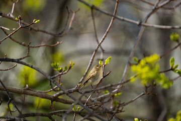 Common chiffchaff or Phylloscopus collybita close up on the tree