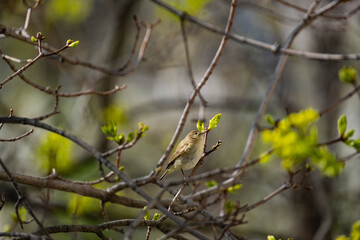 Common chiffchaff or Phylloscopus collybita close up on the tree