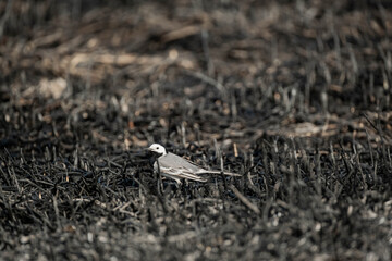 White wagtail or Motacilla alba walk alone in burned field, global warming and wildfire problems	