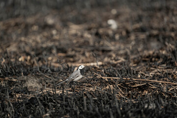 White wagtail or Motacilla alba walk alone in burned field, global warming and wildfire problems	