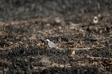White wagtail or Motacilla alba walk alone in burned field, global warming and wildfire problems	