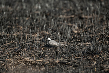 White wagtail or Motacilla alba walk alone in burned field, global warming and wildfire problems	