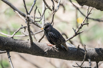 Common starling or Sturnus vulgaris singing on tree