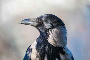 Obraz premium Hooded crow or Corvus cornix close up portrait