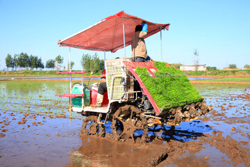 Obraz premium Farmers planting rice in field by using rice planting machine.