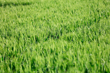 The green wheat fields