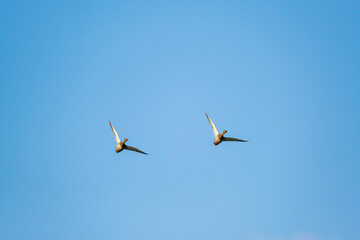 Close up of ducks flock in the sky