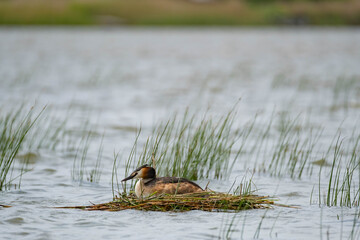 Great crested grebe or Podiceps cristatus in nest close up
