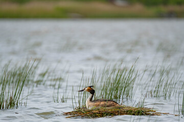 Great crested grebe or Podiceps cristatus in nest close up
