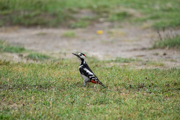 Syrian woodpecker or Dendrocopos syriacus close up