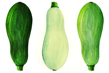 Green squashes watercolor set. Green and white zucchinis with marrow squash on white isolated background. Fresh autumn vegetable set