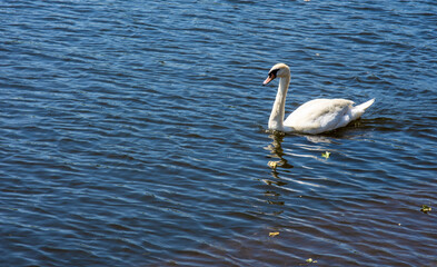 Swan on Trent