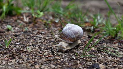 Weinbergschnecke, Helix pomatia, Nützling im Garten mit Schneckenhaus