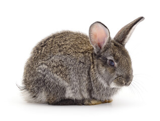 Gray rabbit isolated.