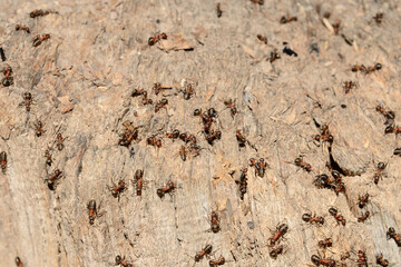 A lot of ants on an old rotten stump