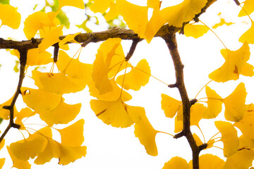Close-up​ yellow​ leaves ginkgo biloba on the ginkgo tree