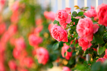 Fototapeta premium In the summer, The roses are in full bloom