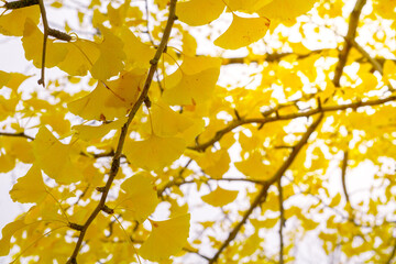 Close-up​ yellow​ leaves ginkgo biloba on the ginkgo tree