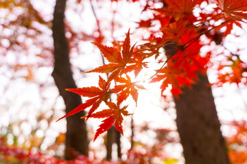 Close-up​ red maple leaves with sunlight.